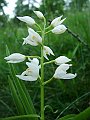 Orchidaceae - Cephalanthera longifolia